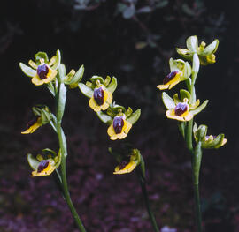 Abellera groga ("Ophrys lutea")