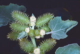 Llapassa, repalassa borda o bardana borda ("Xanthium strumarium")