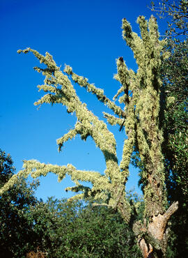 Branca d'ullastre mort ("Olea europaea")