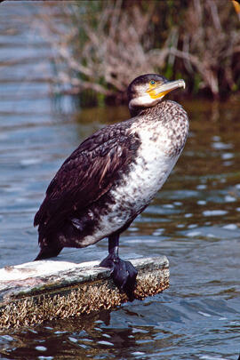 Corb marí ("Phalacrocorax aristotelis")
