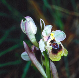 Mosca vermella ("Ophrys tenthredinifera")
