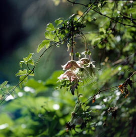 Vidalba ("Clematis cirrhosa")