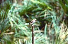 Picamosques ("Muscicapa striata")