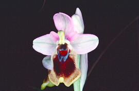 Mosca vermella ("Ophrys tenthredinifera")