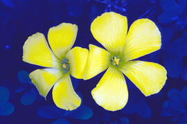 Agrella ("Oxalis corniculata")