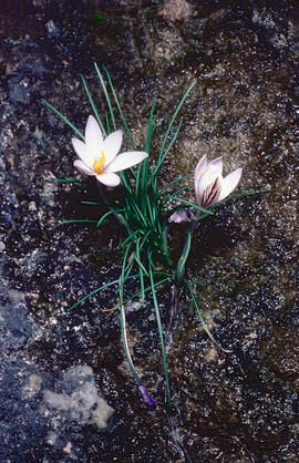 "Crocus biflorus"