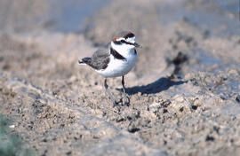 Tiruril·lo ("Charadrius alexandrinus")