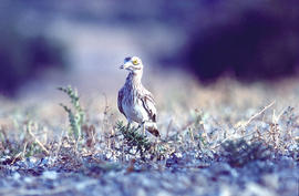 Sebel·lí ("Burhinus oedicnemus")