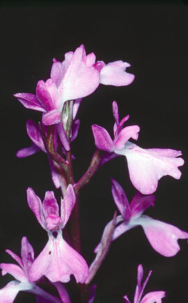 Botons de gos ("Anacamptis palustris")
