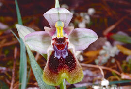 Mosca vermella ("Ophrys tenthredinifera")