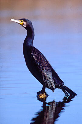 Corb marí ("Phalacrocorax aristotelis")