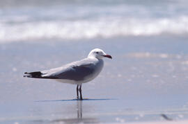 Gavina roja ("Larus audouinii")