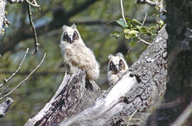 Mussols joves ("Otus scops")