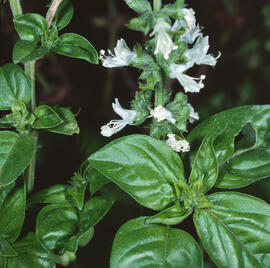 Alfàbrega ("Ocimum basilicum")
