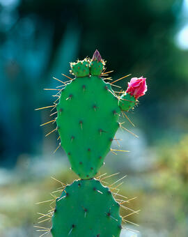 Figuera de moro ("Opuntia ficus-indica")