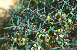 Espareguera marina ("Asparagus horridus")