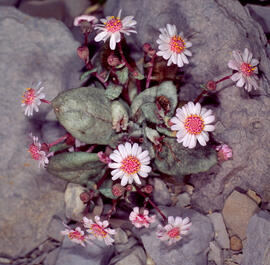 Margalida ("Bellis perennis")