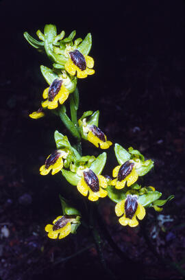 Abellera groga ("Ophrys lutea")