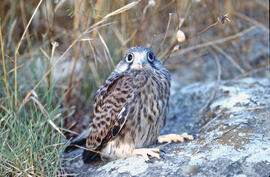 Mussol marí ("Asio flammeus")