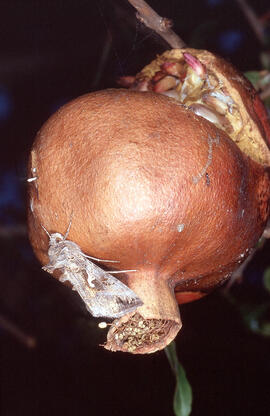Magrana ("Punica granatum"), papallona pendent d'identificar