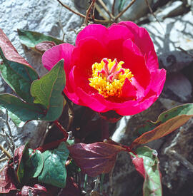 Peònia ("Paeonia mascula")