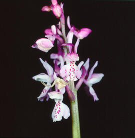 Abellera banyuda ("Ophrys longicornu")