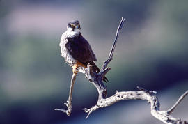 Falcó ("Falco peregrinus")