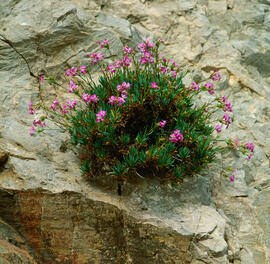 Clavell ("Dianthus rupicola")