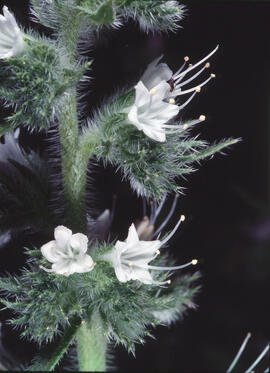Bolenga ("Echium italicum")