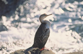 Corb marí ("Phalacrocorax aristotelis")