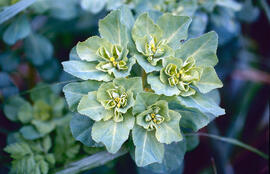 "Euphorbia helioscopia"