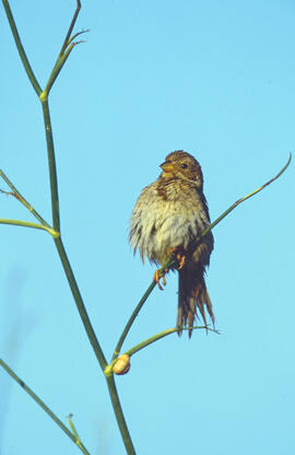 Sól·lera ("Emberiza calandra")