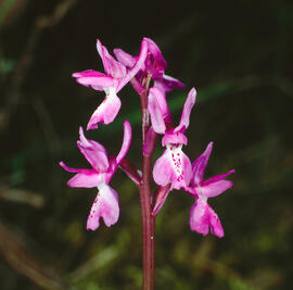 Abellera banyuda ("Ophrys longicornu")