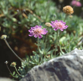Vídues ("Scabiosa atropurpurea")