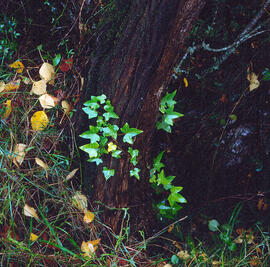 Heura ("Hedera helix")