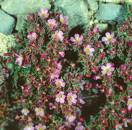 Bruc de mar ("Frankenia laevis")