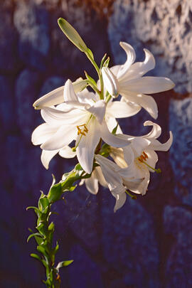 Lliri blanc ("Lilium candidum")