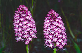 Orquídia piramidal ("Anacamptis pyramidalis")