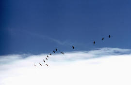 Esbart de grues