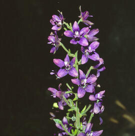 Caparra ("Delphinium")
