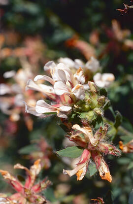 Socarrell ("Dorycnium pentaphyllum")