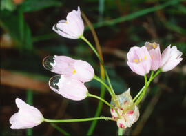 Assa ("Leucojum aestivum")