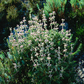 Herba de Sant Pelegrí ("Stachys byzantina")