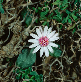 Camamil·la de la mar ("Senecio varicosus")