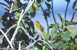 Verderol ("Chloris chloris")