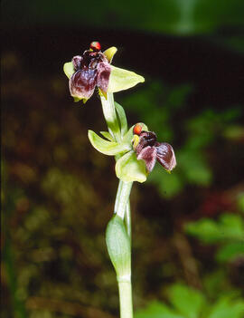 Mosca vermella ("Ophrys tenthredinifera")