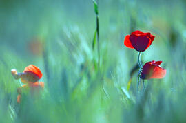 Roselles ("Papaver rhoeas")