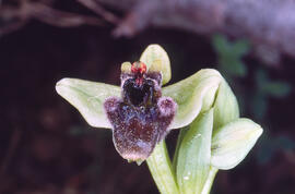Orquídia abella ("Ophrys apifera")