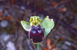 Mosca vermella ("Ophrys tenthredinifera")