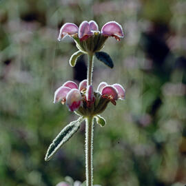 Matagall ("Phlomis purpurea")